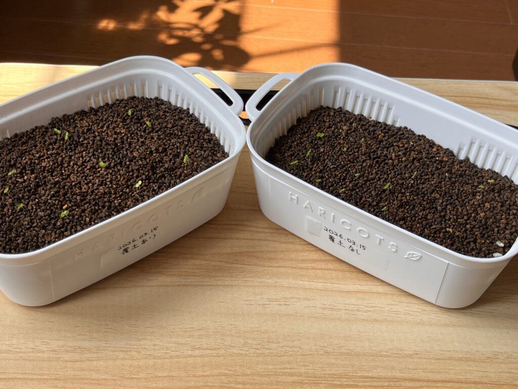 覆土あり、なし両方の様子