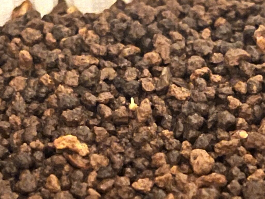 覆土なし_発芽の様子②