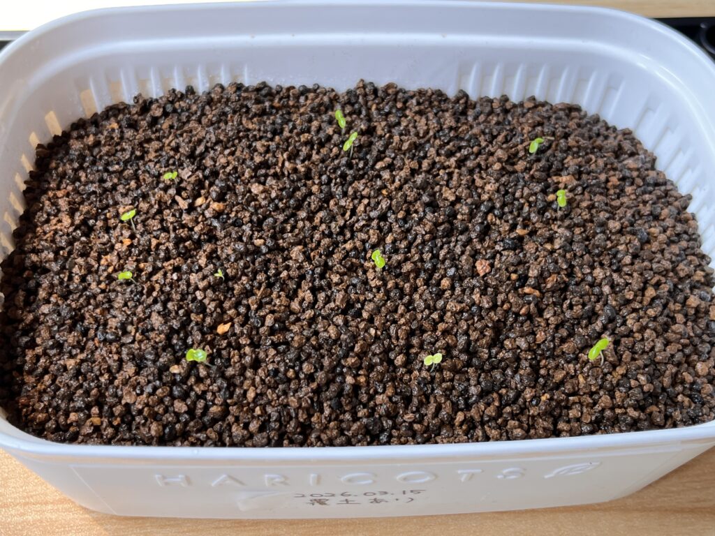 覆土ありの様子