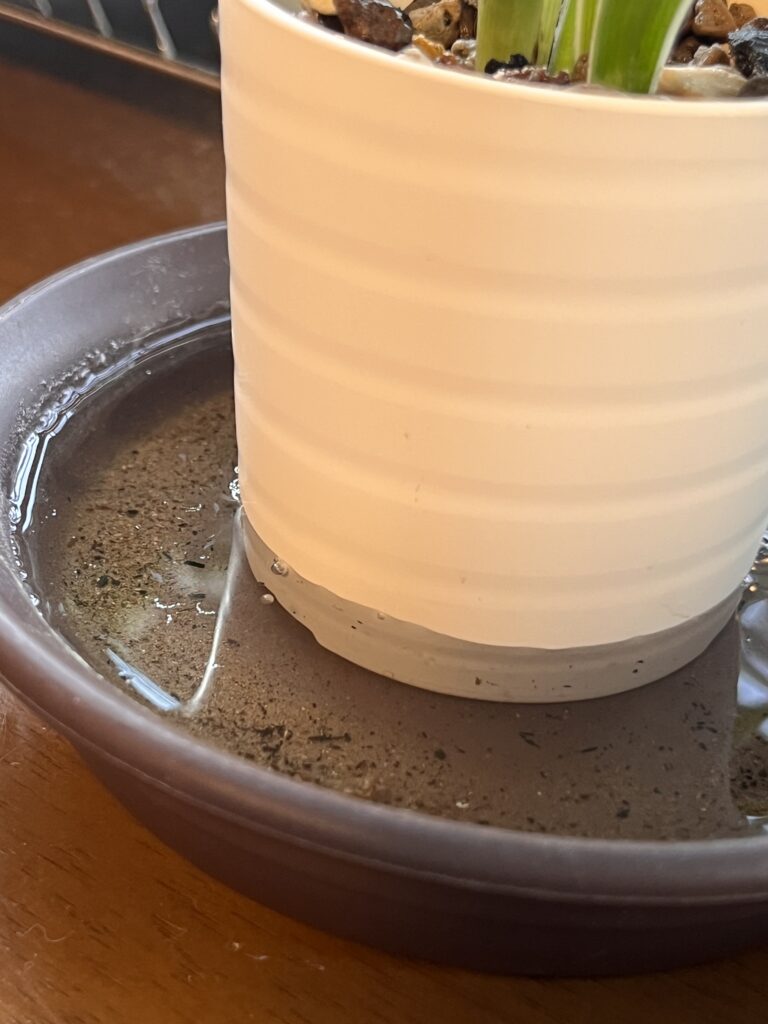 腰水管理の様子。受け皿に水を溜めて鉢を置いた状態