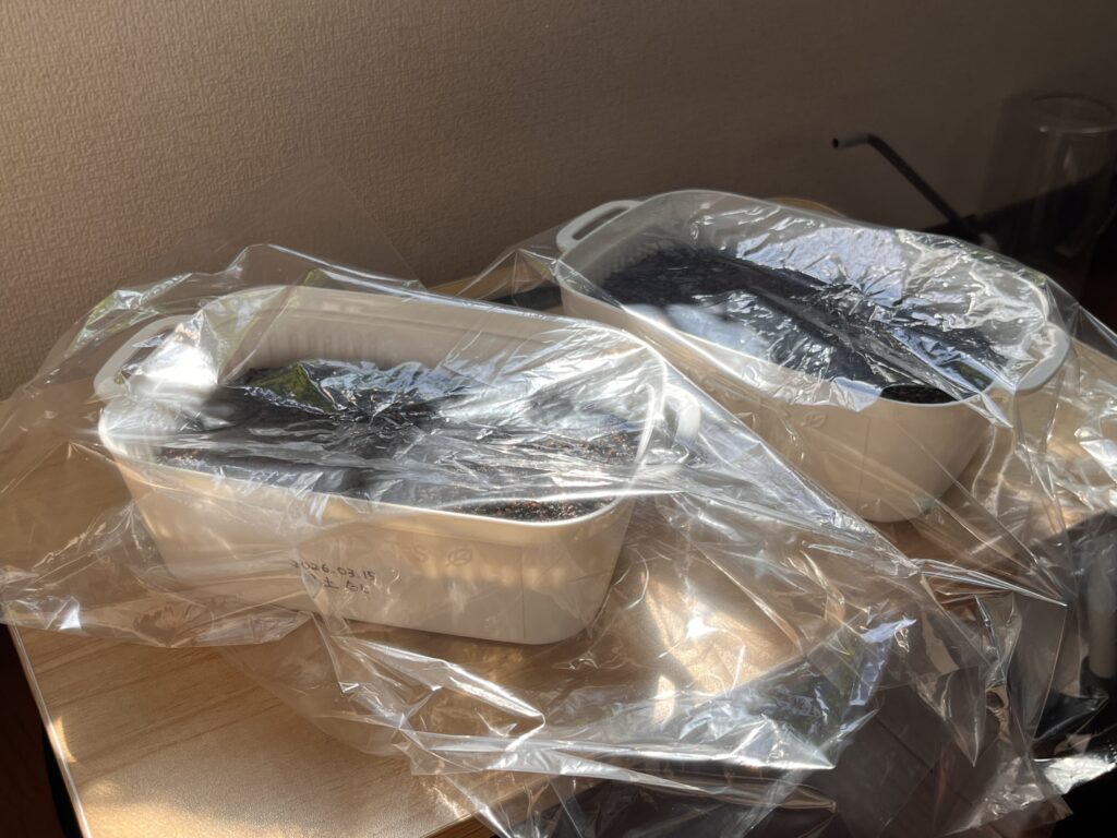 実生株の旅行中の管理。ビニール袋を被せて湿度を保った状態