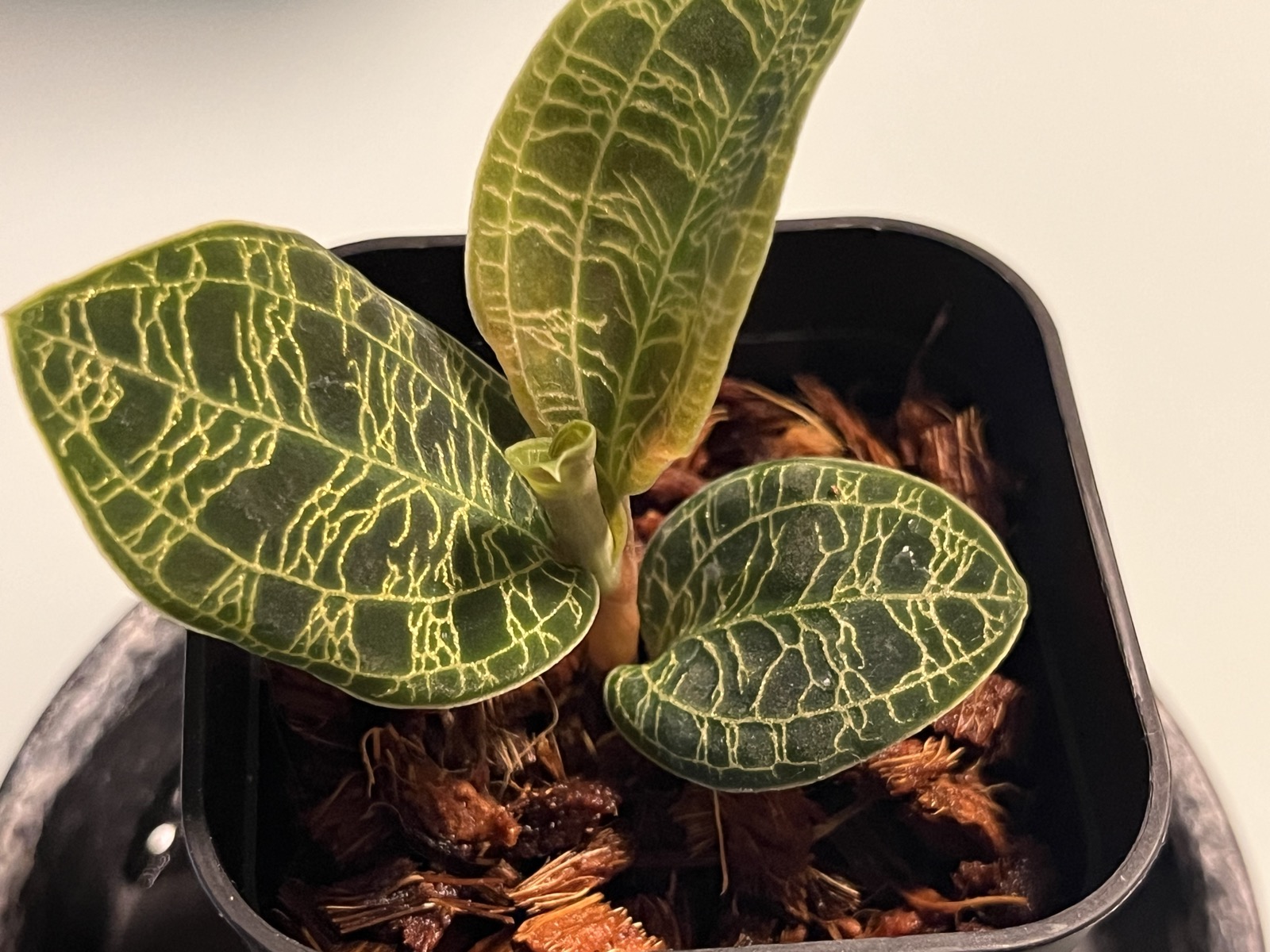 ベラボンに植え付けた直後のジュエルオーキッド挿し穂