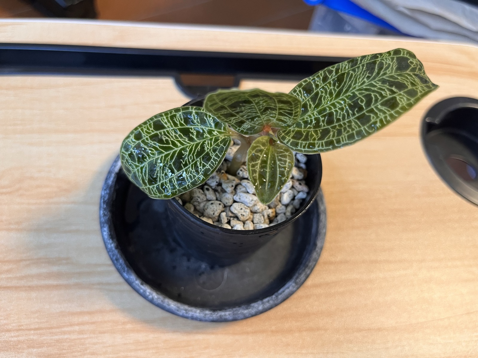 軽石に植え付けた直後のジュエルオーキッド挿し穂