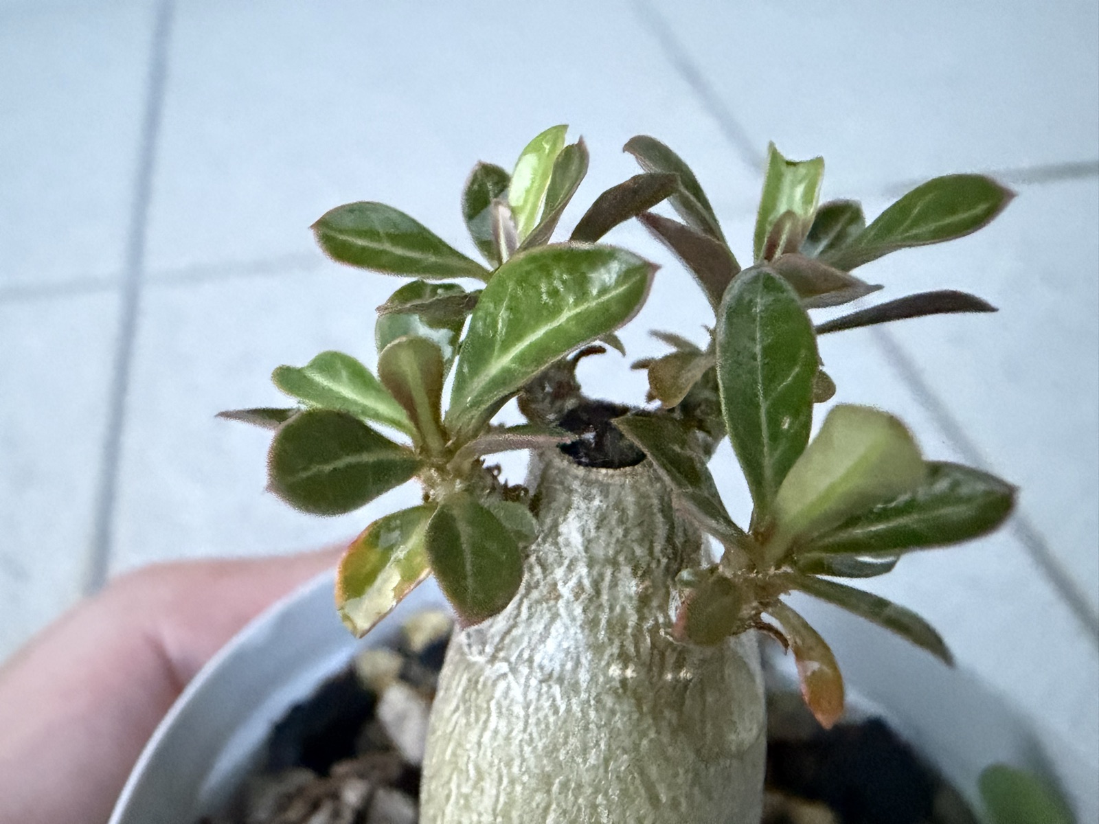 4箇所の新芽の側面アップ