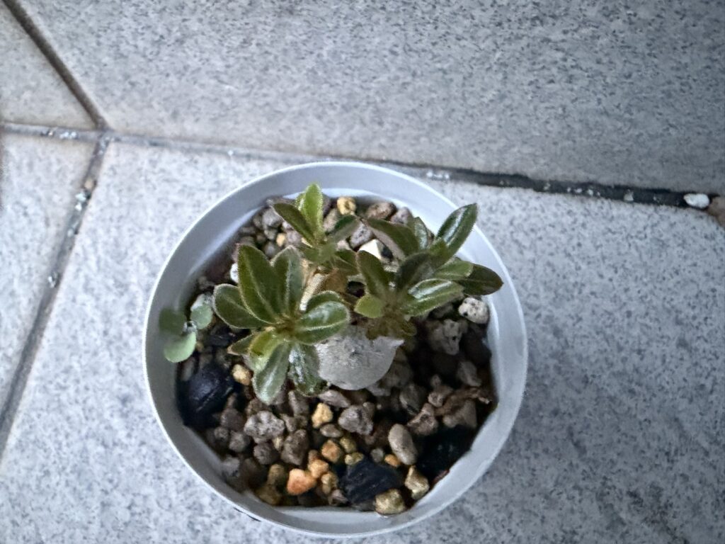 10cm下でカットしたオベスムが4箇所から発芽している様子