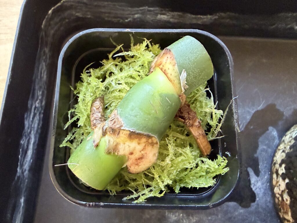 植え替え後の様子