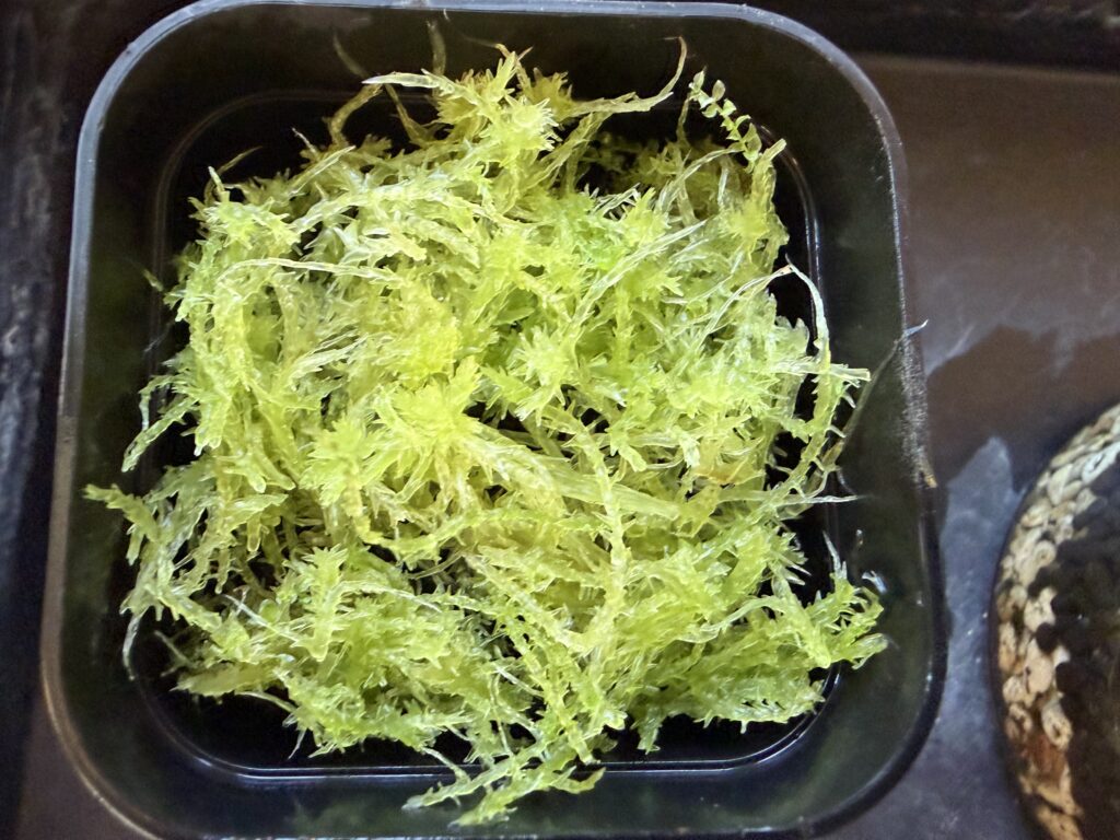 カットした生水苔を敷いた様子