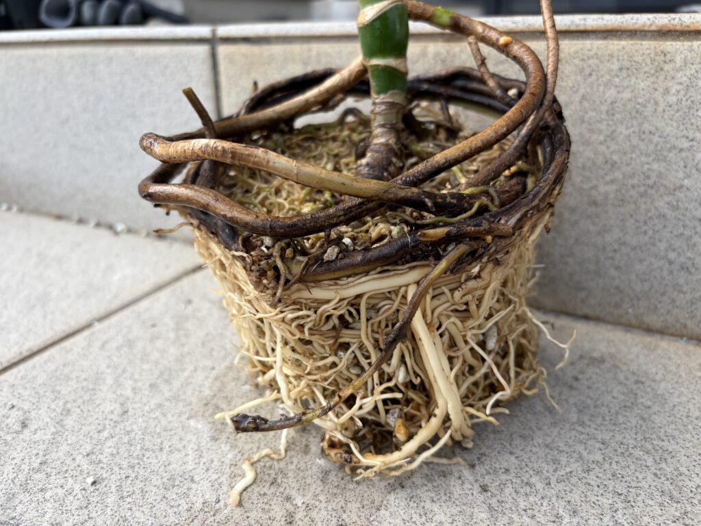 用土を落とした跡の状態