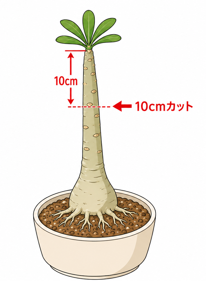 カットした場所のイメージ図②