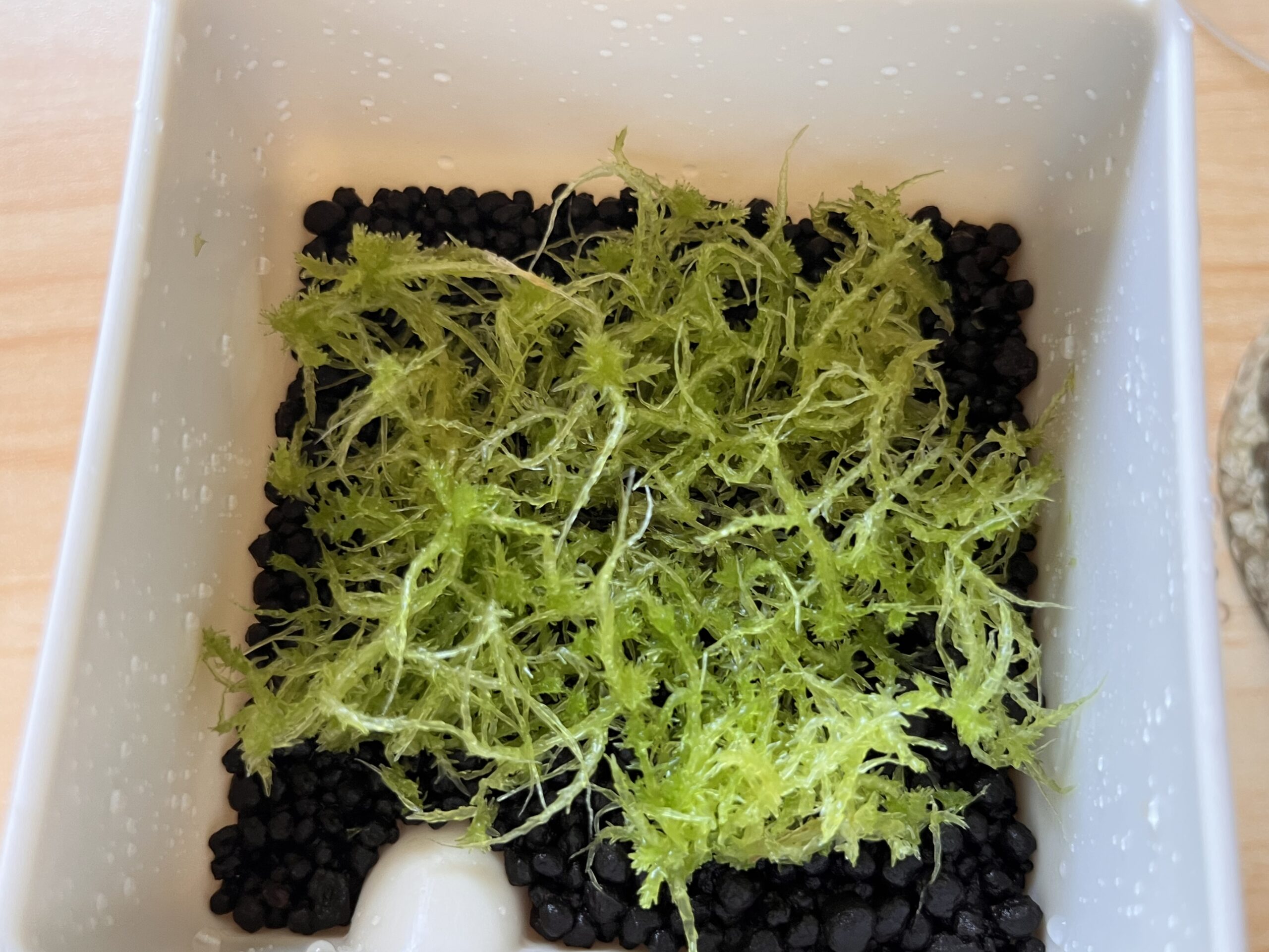 ダイソーのらくらくソイルの上に生水苔を敷いた播種前の蒔き床
