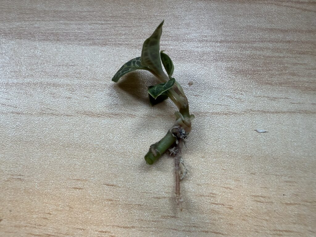 下葉をカットしたジュエルオーキッド