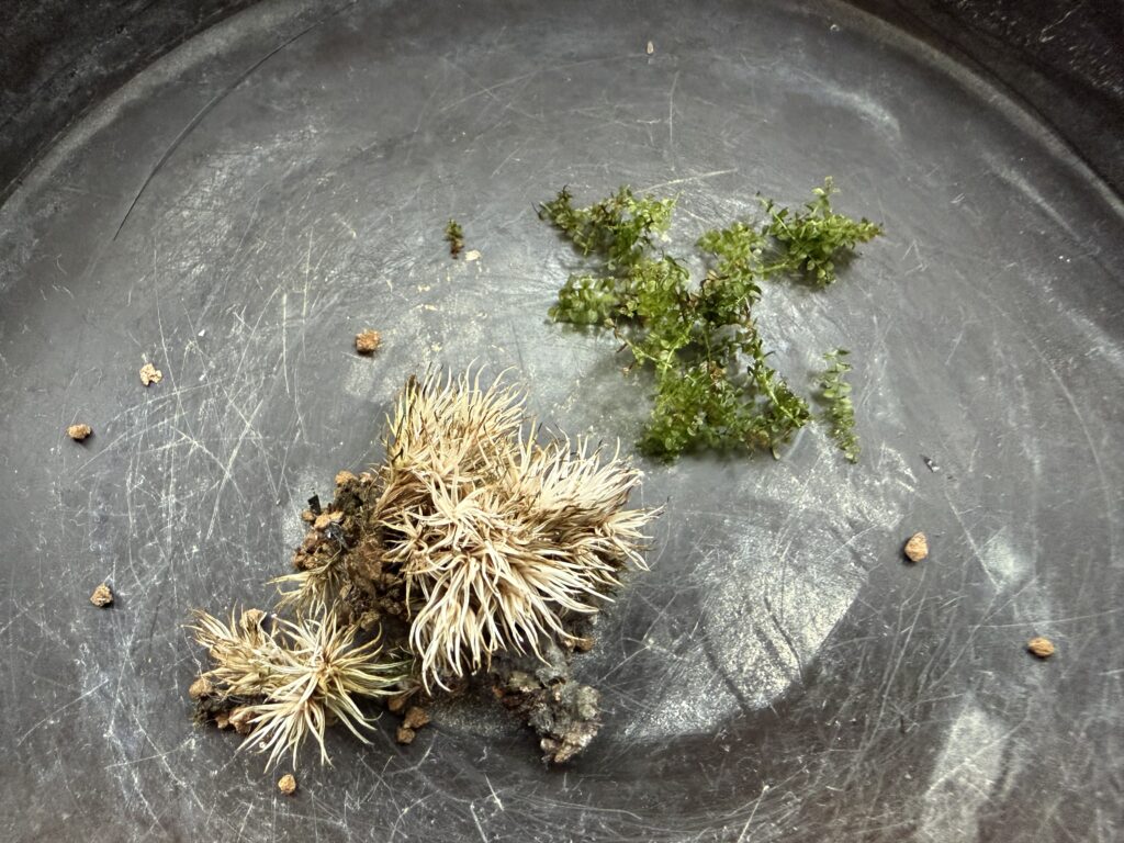 ホソバオキナゴケとコツボゴケ