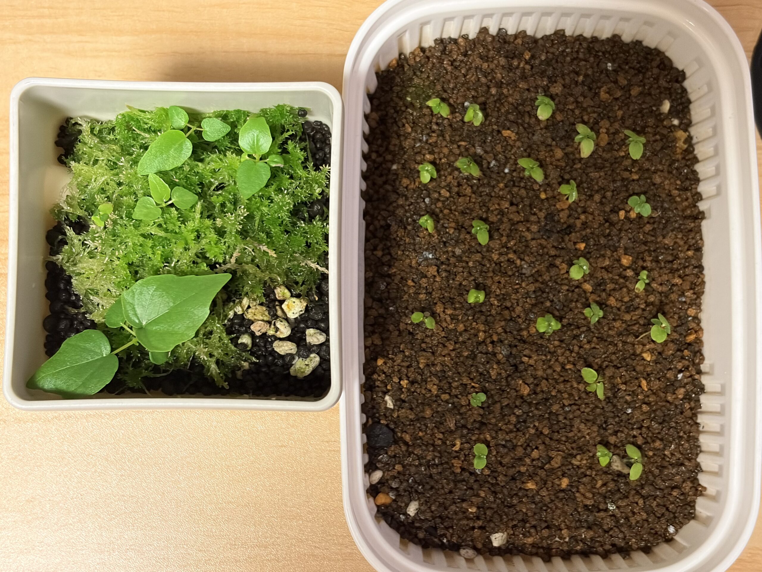 生水苔床（左）と赤玉土（右）の発芽比較