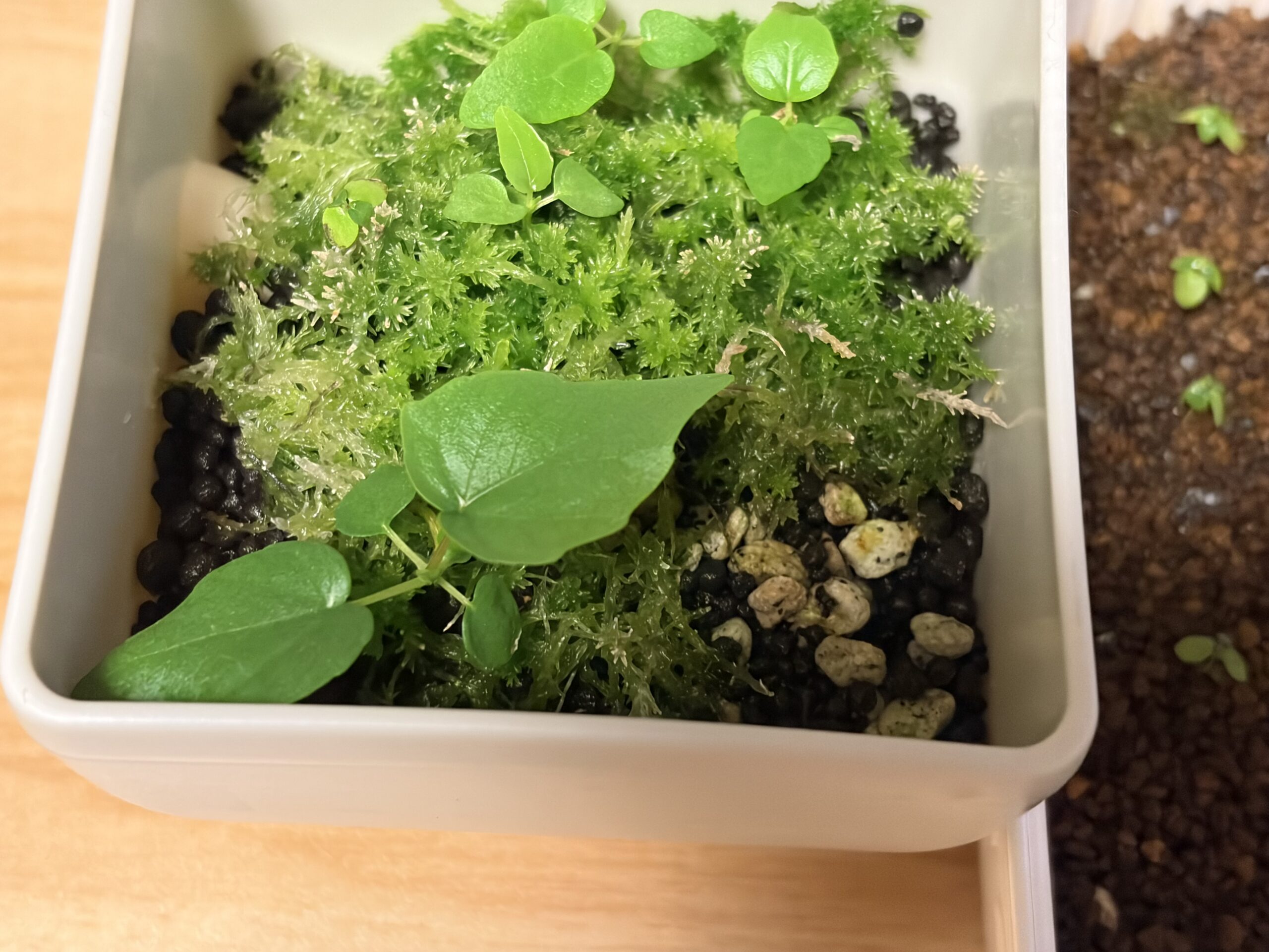 生水苔の蒔き床で育つペティオラリスの苗