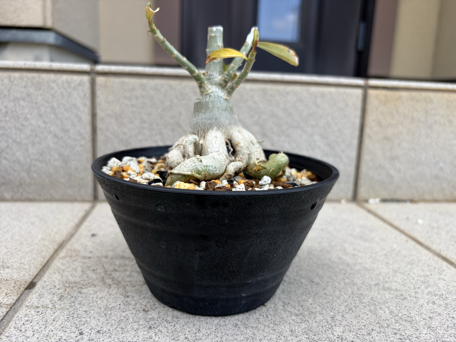 セラアートの平鉢に植えたアデニウム