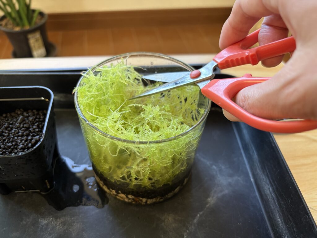 生水苔をカットしている様子