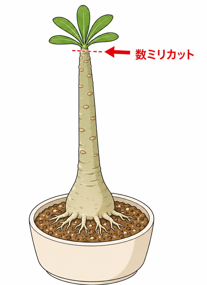 カットした場所のイメージ図①
