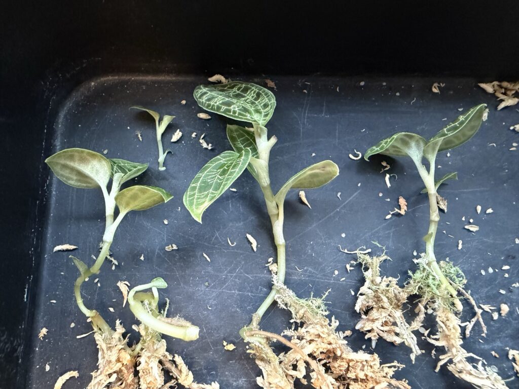 2節以上残るようにカットした挿し穂