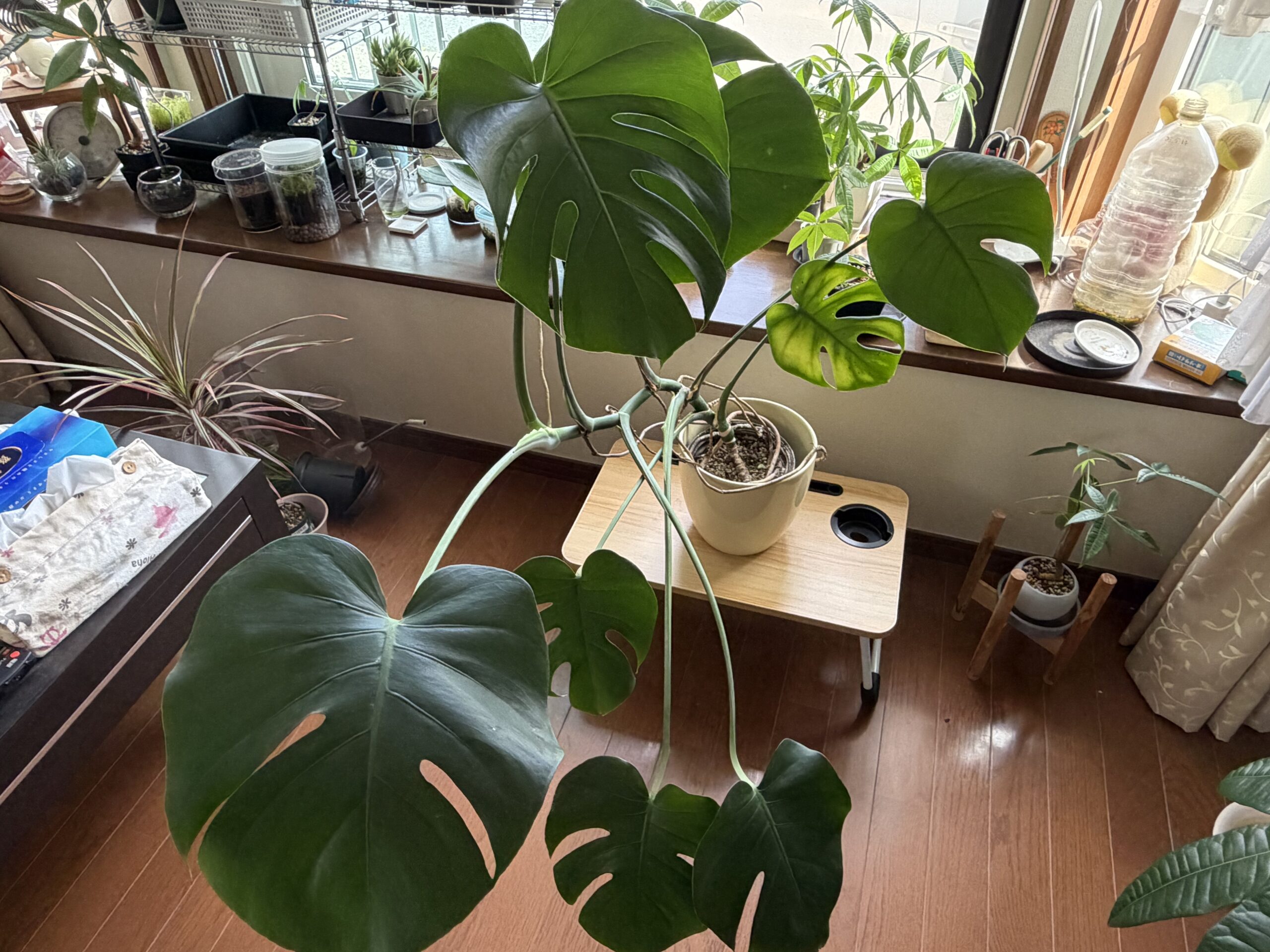 カット前のモンステラ全体