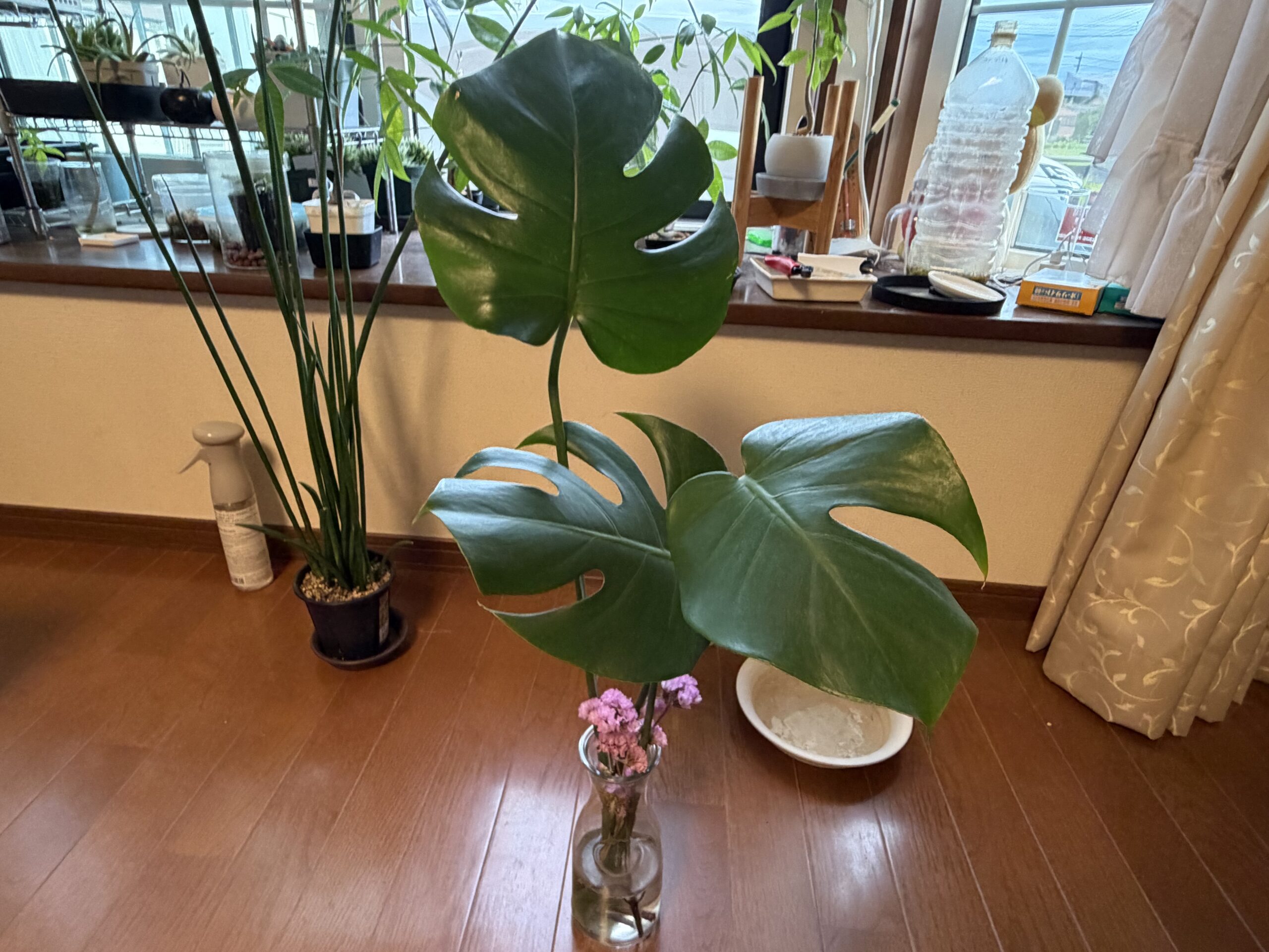 カットしたモンステラの葉を花瓶に水差ししている様子