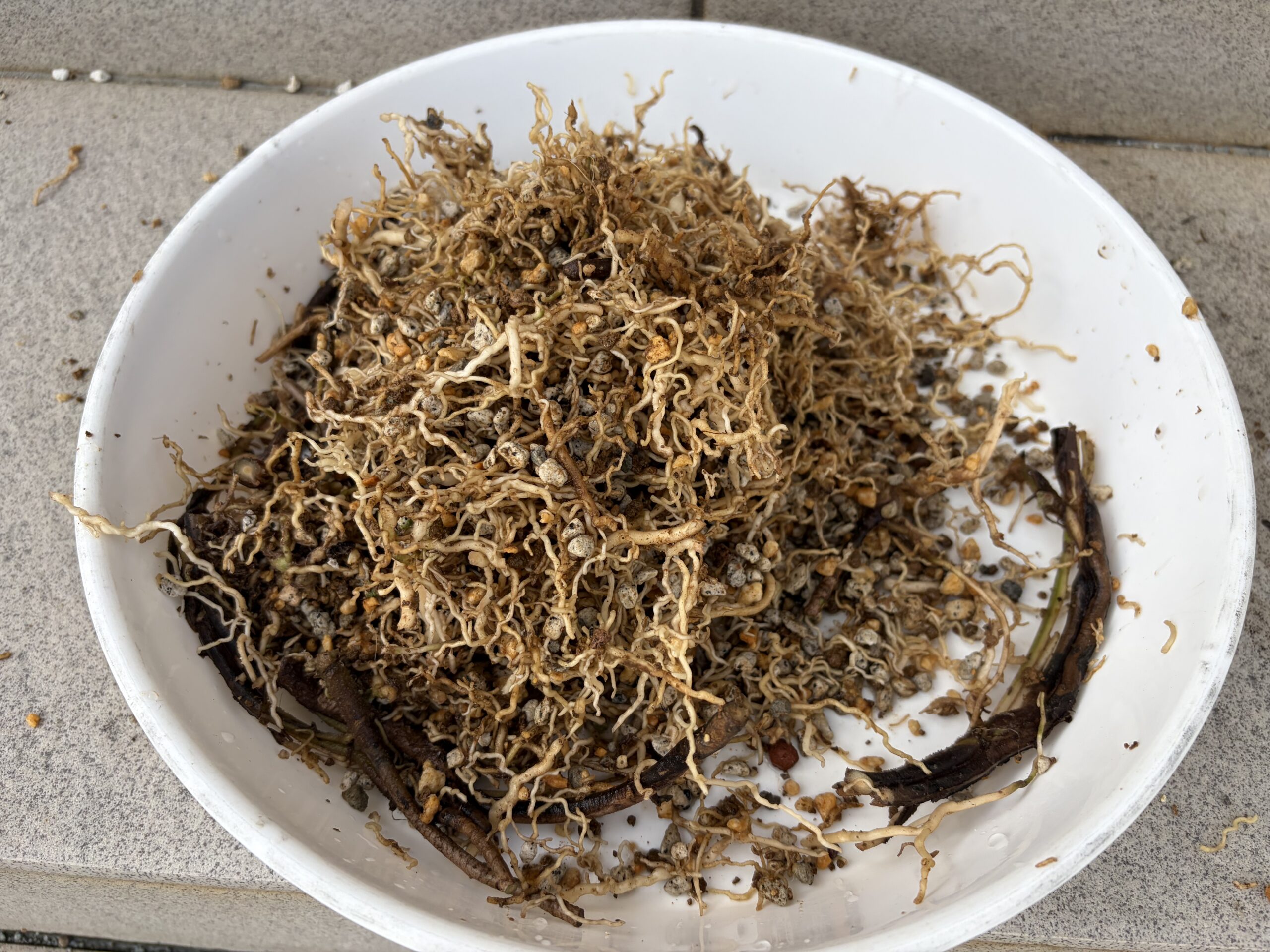 カットした根の残骸