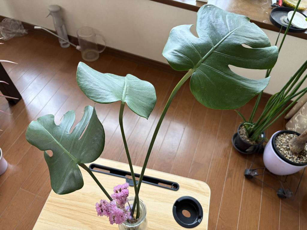 2週間後_モンステラ_葉っぱ水差し