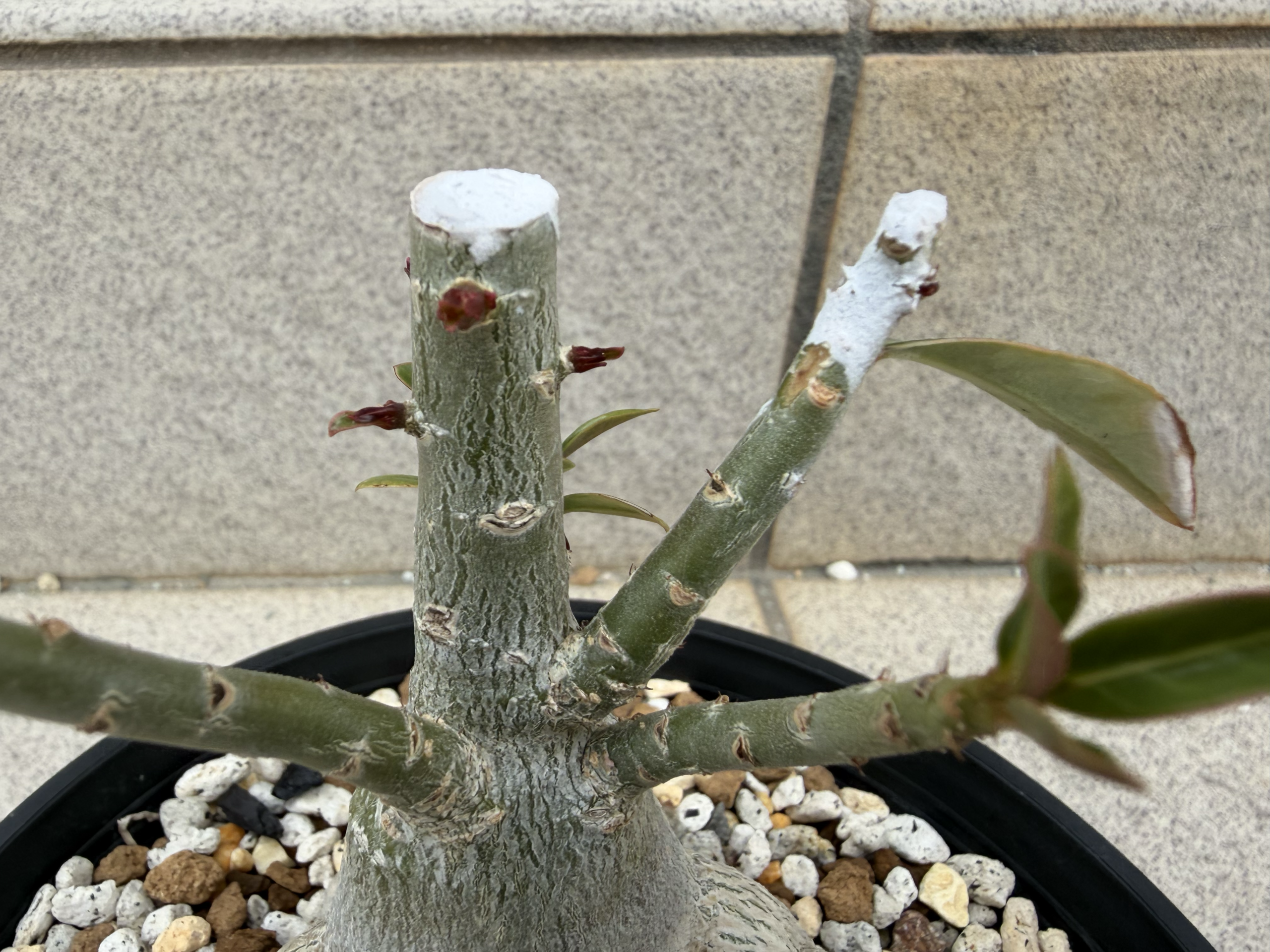 アデニウムのタコ足カットから新芽が出てきた様子