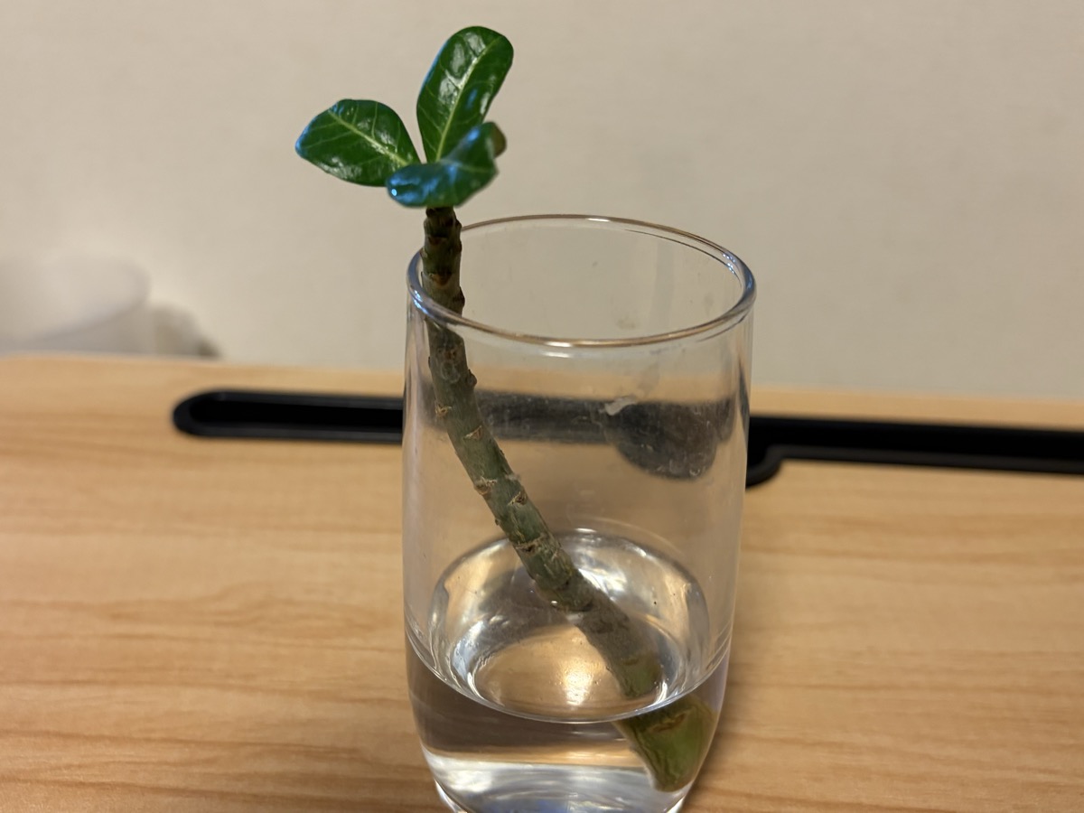 アデニウムの水差し挿し木1ヶ月後、新芽が展開した様子