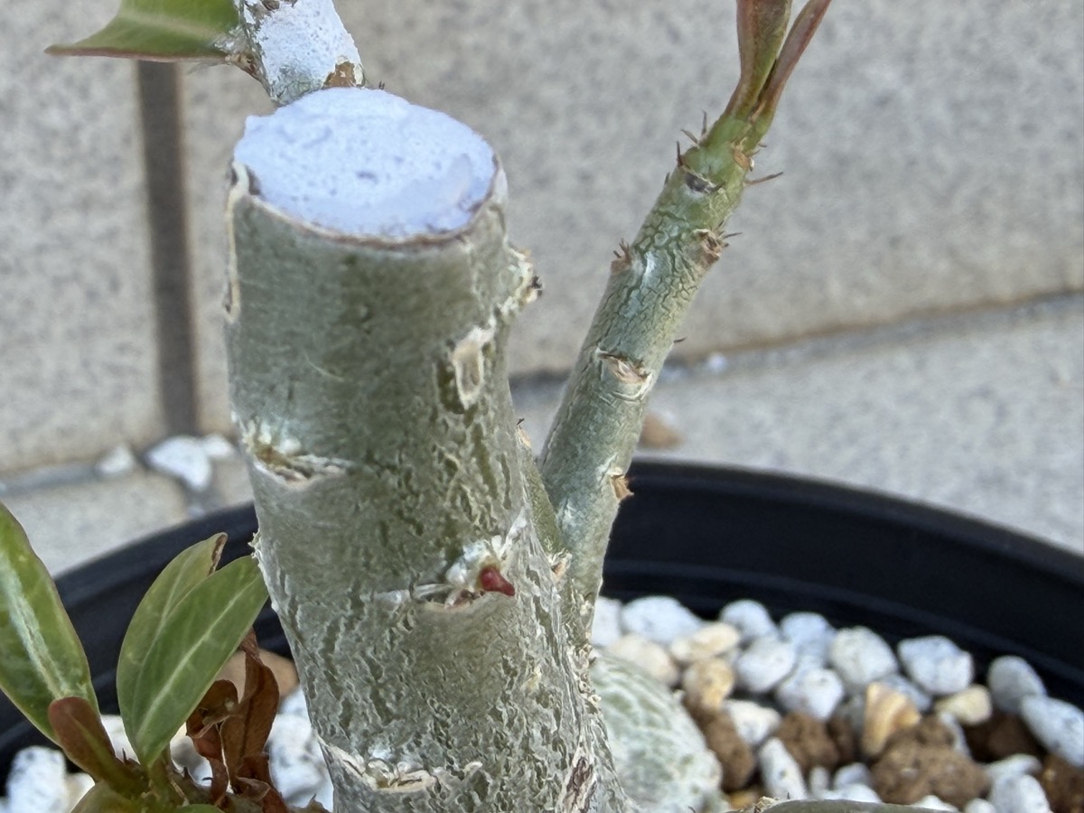 アデニウムのタコ足カット20日後に新芽が確認できた様子