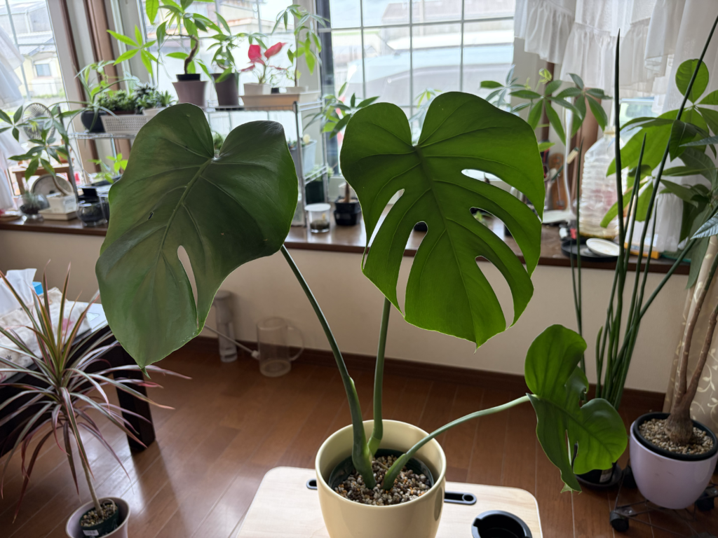 2週間後_モンステラ_カットした上の部分