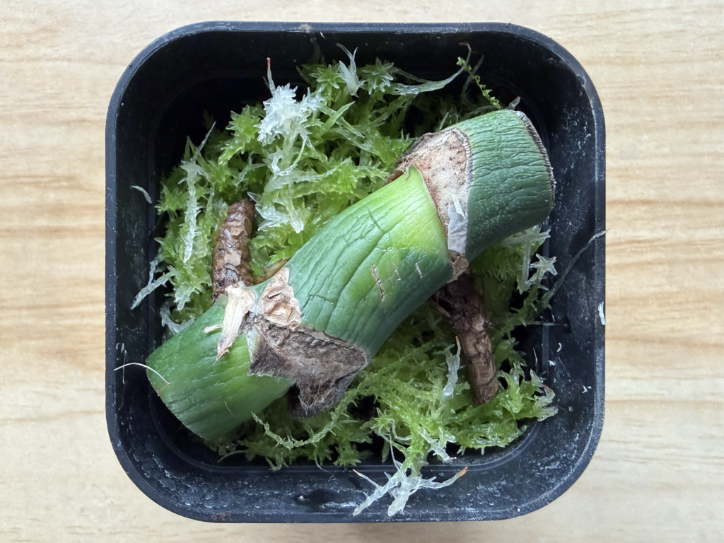 2週間後_モンステラ_生水苔 茎伏せ