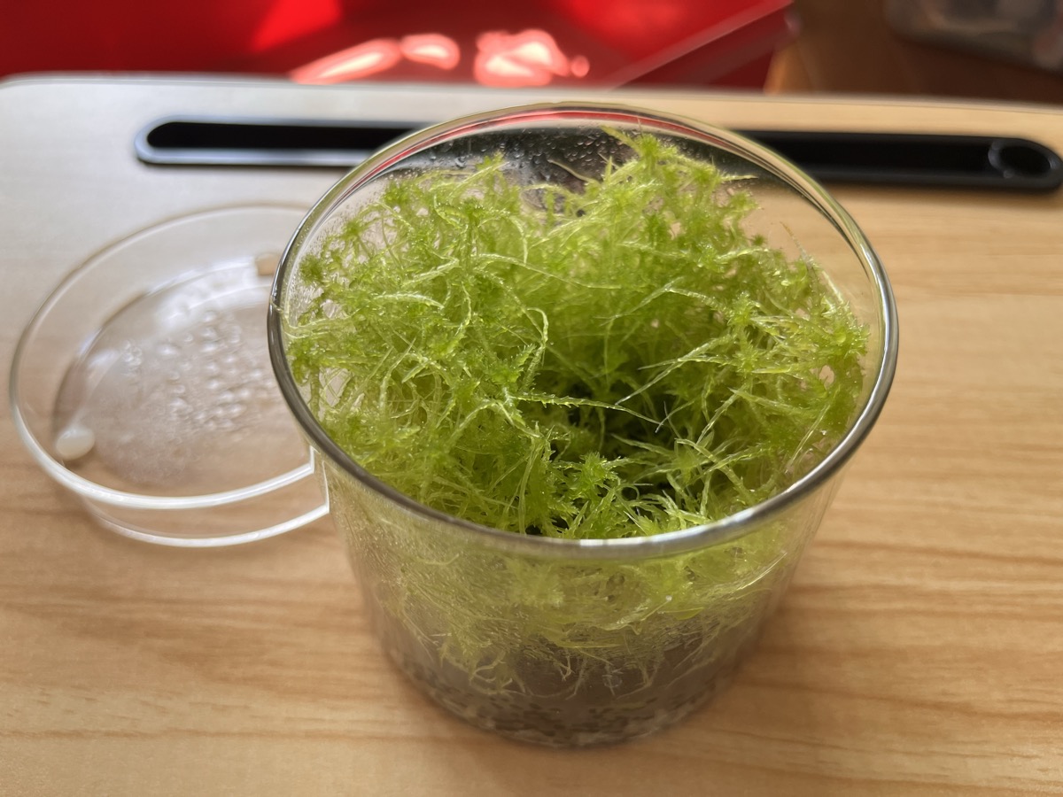 生水苔が容器いっぱいにワサワサと茂った様子を上から見たところ