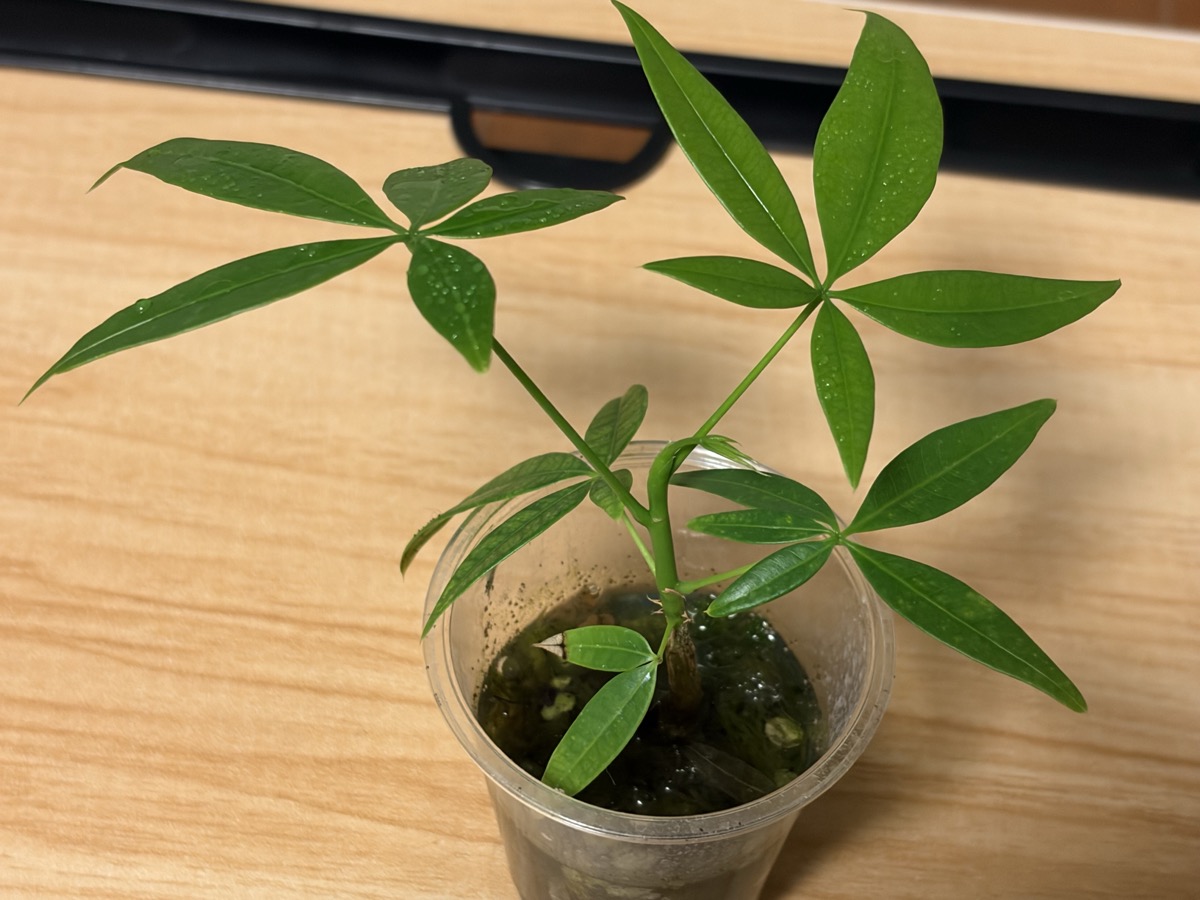 水苔栽培の超ミニパキラの葉がワサワサと茂っている様子