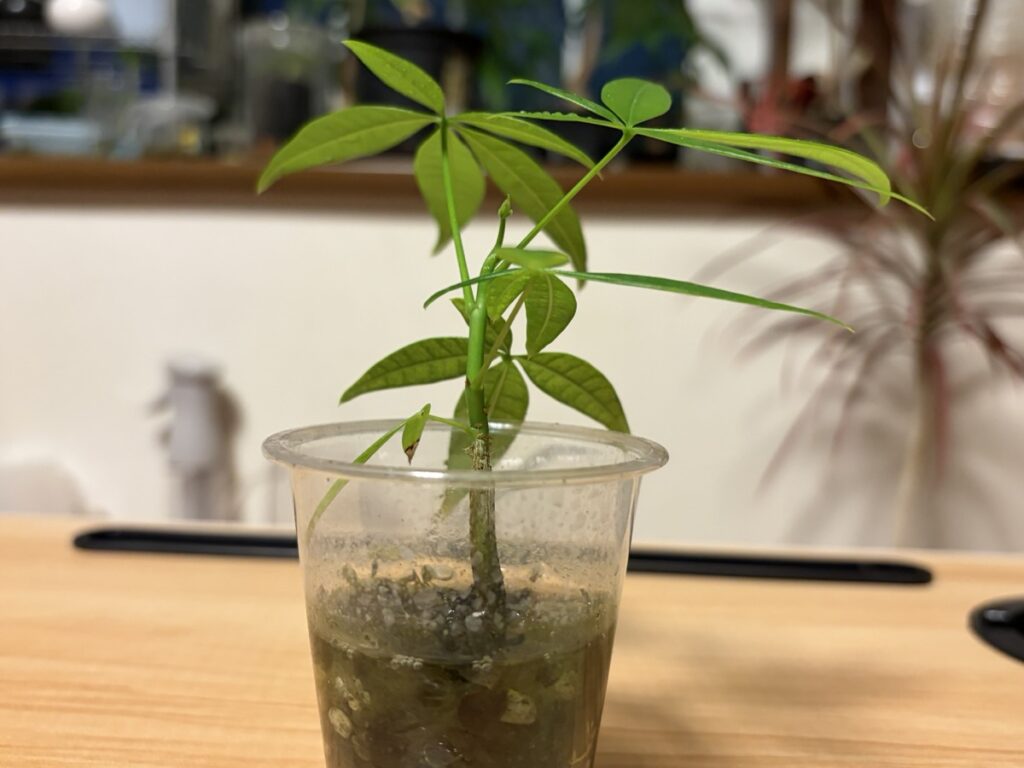 水苔のまま育てて元気に大きく育った超ミニパキラ(透明カップ・水が水苔の上まで入っている)