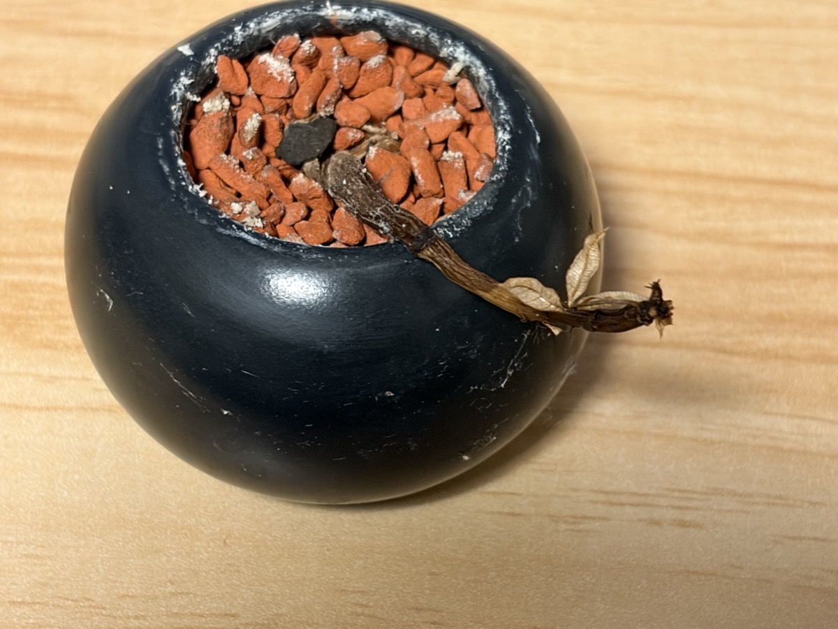 セラミスで枯れてしまったパキラ(黒い鉢・茎と葉が茶色く枯れた株)
