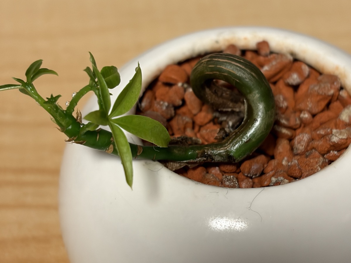 葉が落ちたあと小さな新芽が出てきたパキラ(白い鉢・生き残った株)
