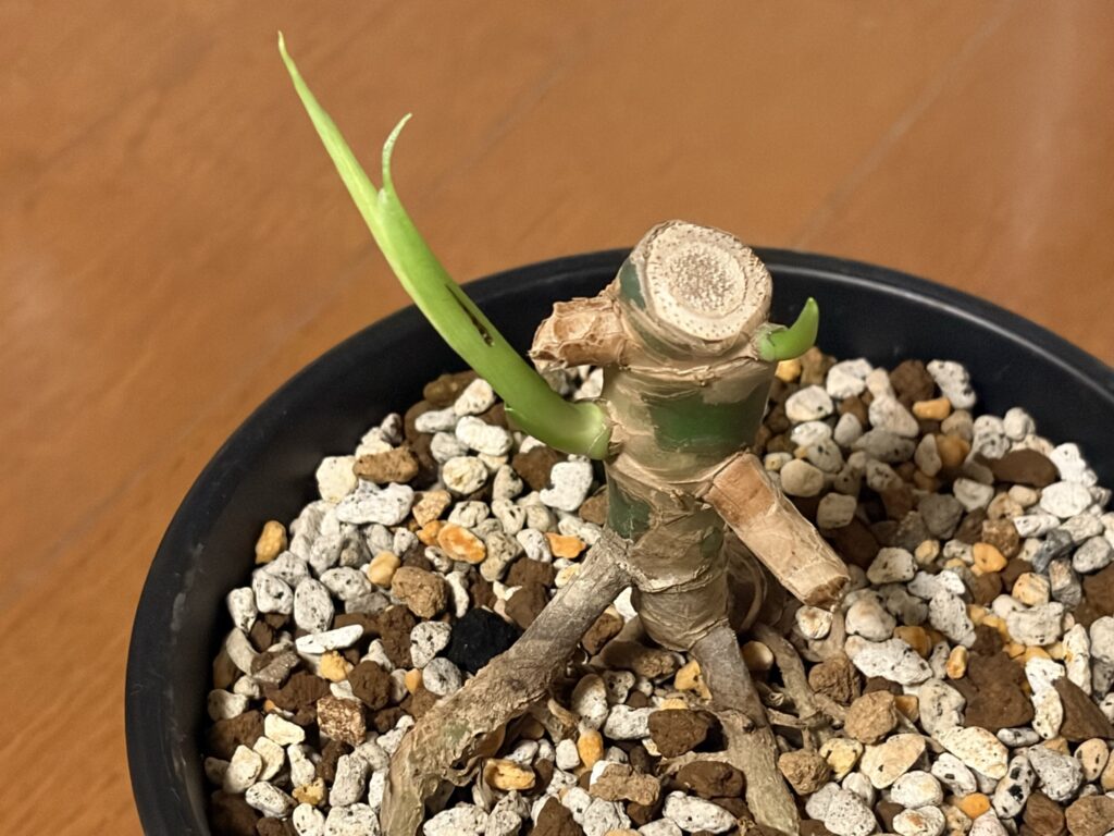 1ヶ月後_モンステラ親株_新芽が伸びる