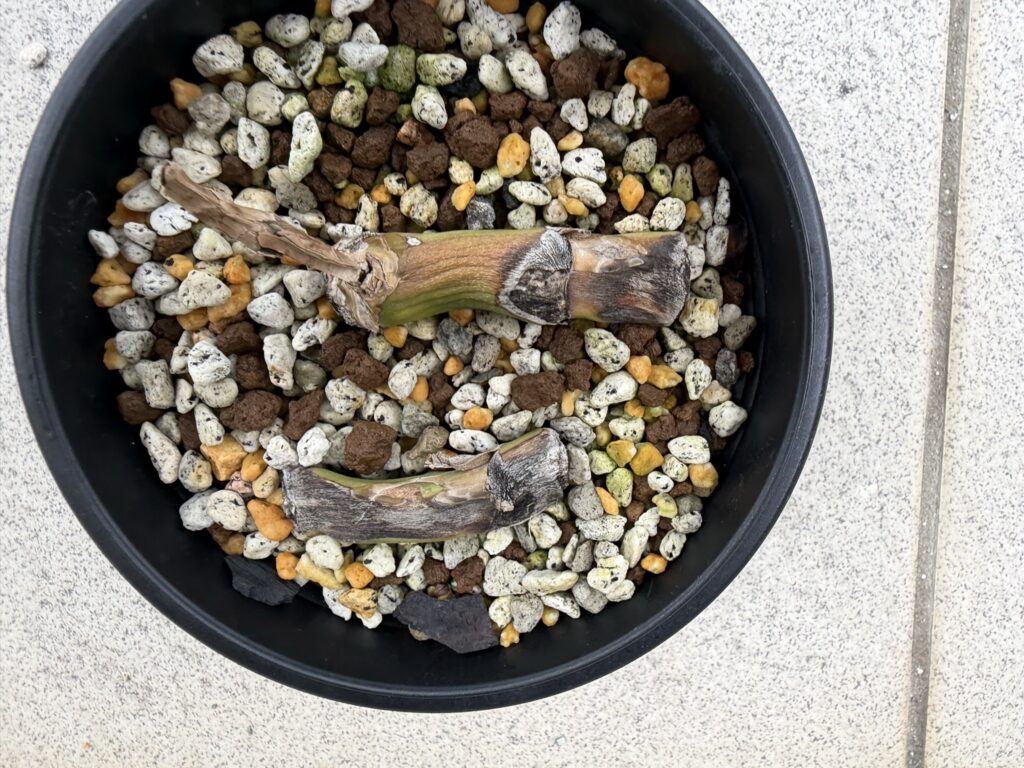 1ヶ月後_モンステラ茎伏せ_土