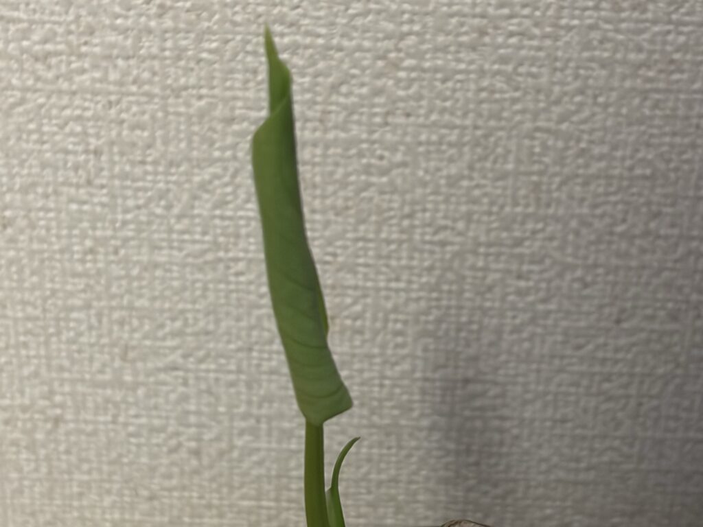 1ヶ月後_モンステラ親株_新芽の経過
