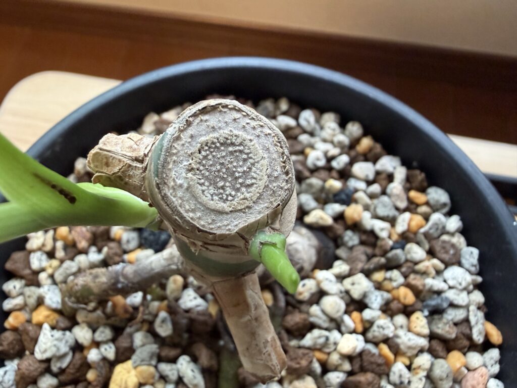 1ヶ月後_モンステラ親株_切り口