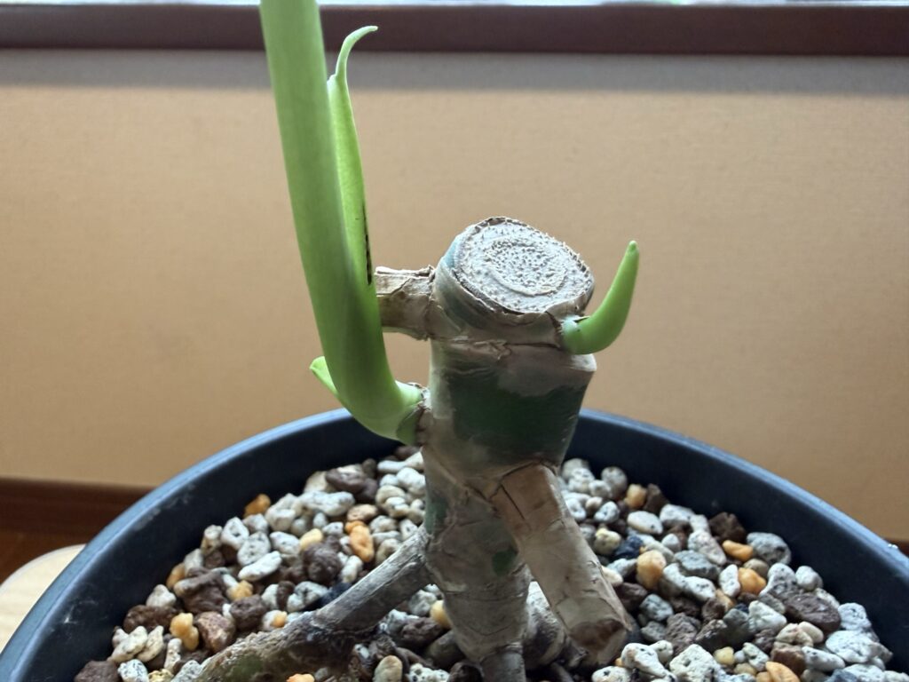 1ヶ月後_モンステラ親株_もう一方の芽