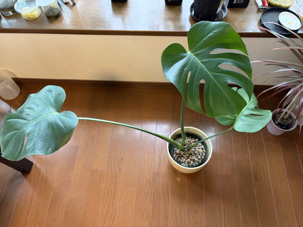 1ヶ月後_モンステラ挿し穂_真上