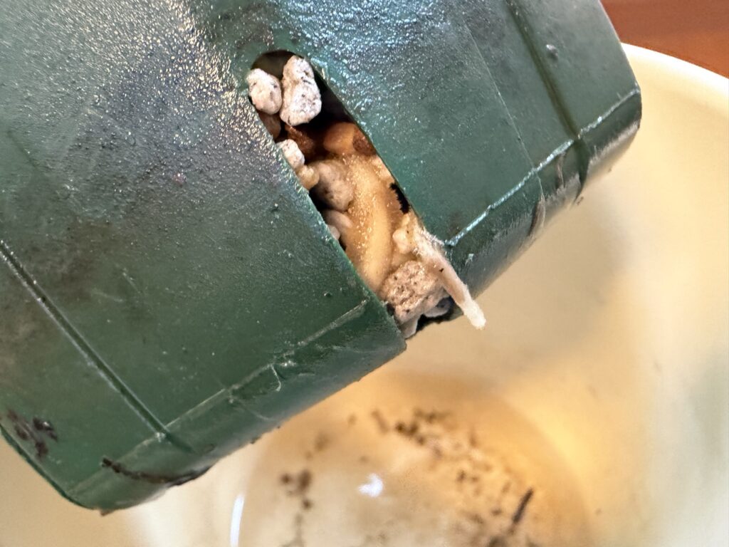 1ヶ月後_モンステラ挿し穂_鉢底から根っこ