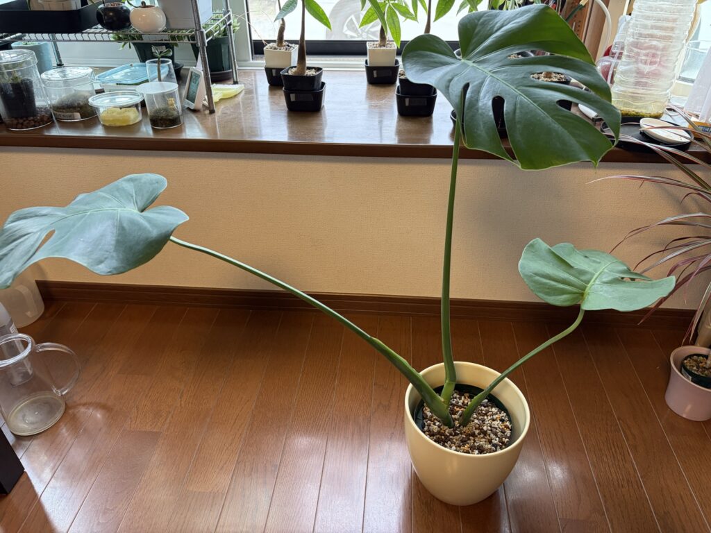 1ヶ月後_モンステラ挿し穂_正面
