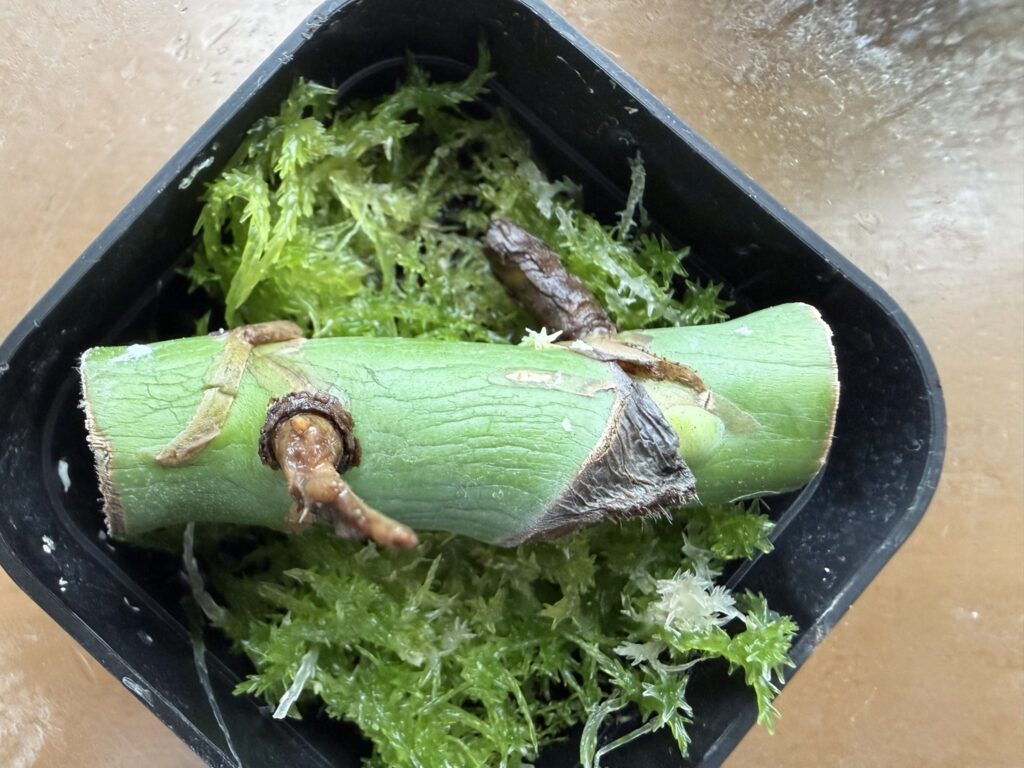 1ヶ月後_モンステラ茎伏せ_生水苔