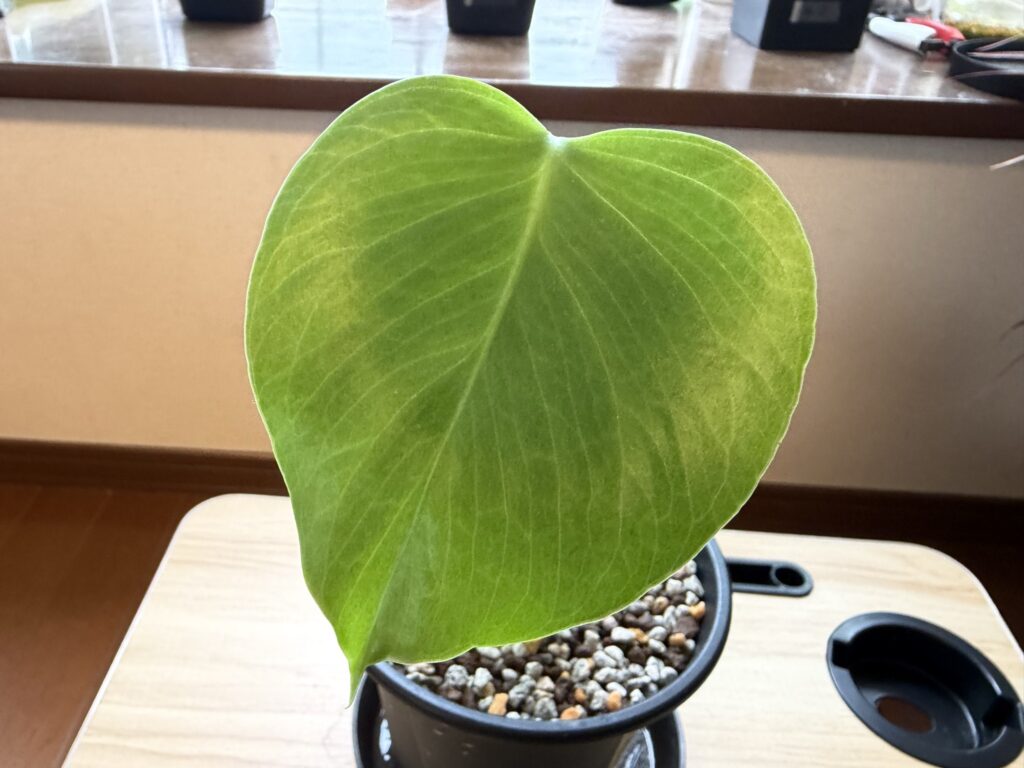 1ヶ月後_モンステラ親株_展開した葉のアップ