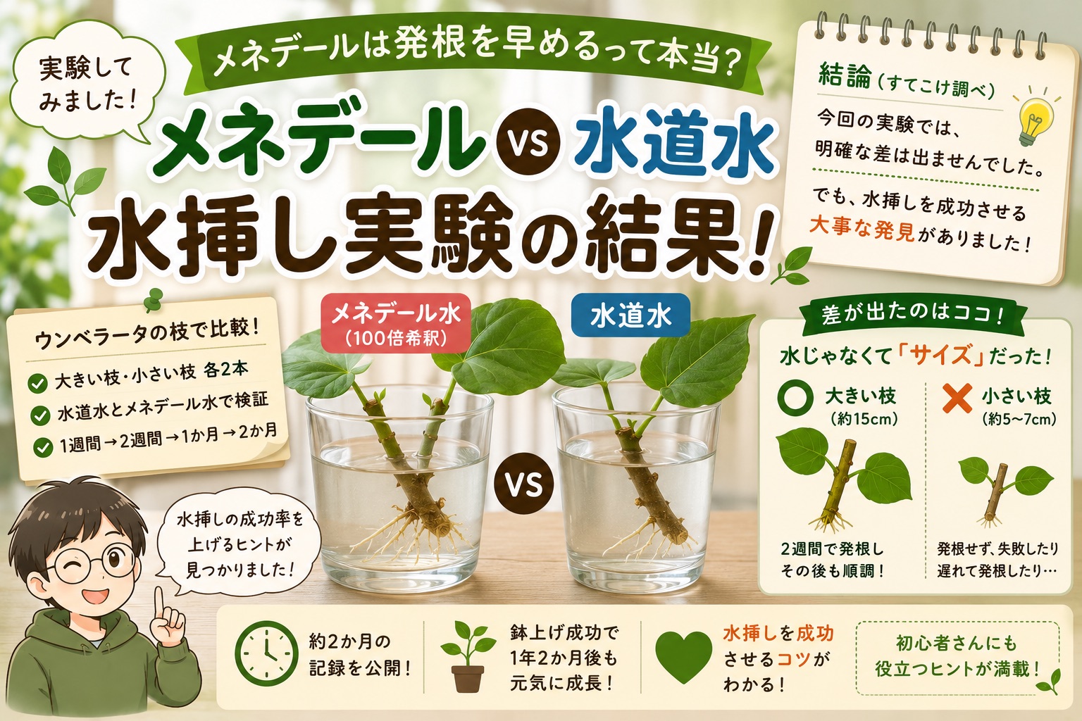 メネデール水と水道水でウンベラータの水挿しを比較した実験の結果
