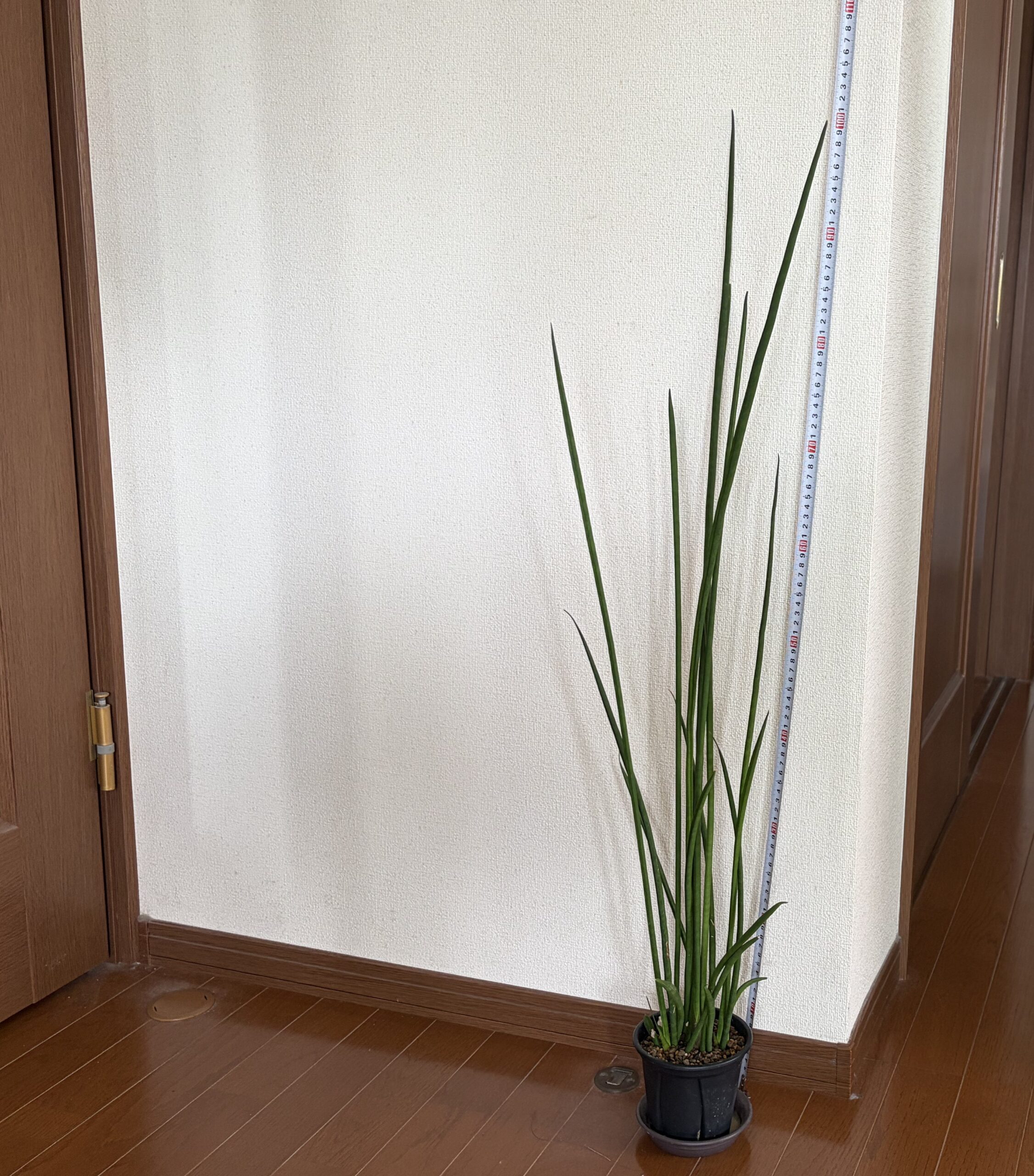 メジャーで実測。鉢底から約102cm