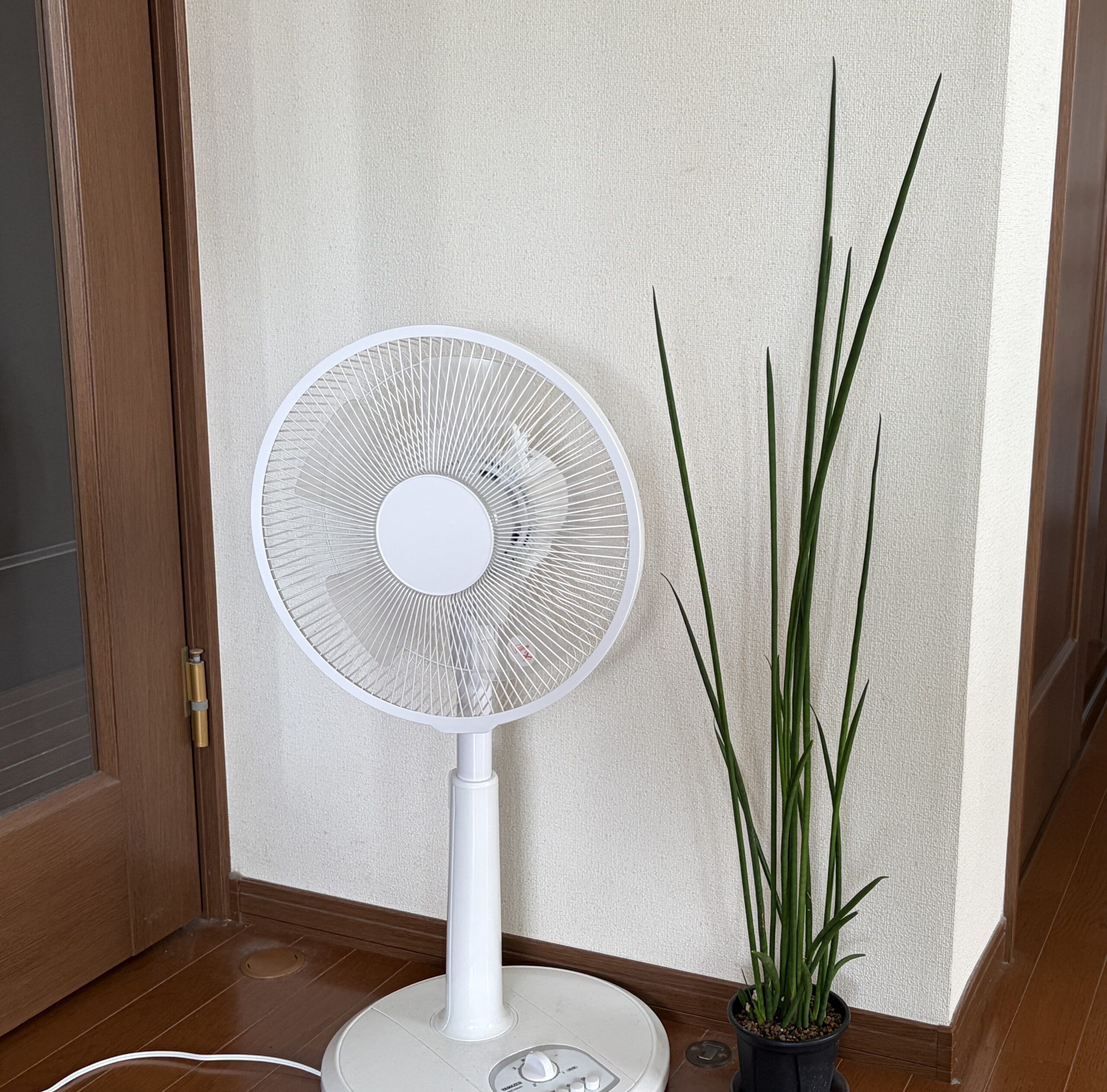 2026年7月現在のサンセベリア(樹高102cm)