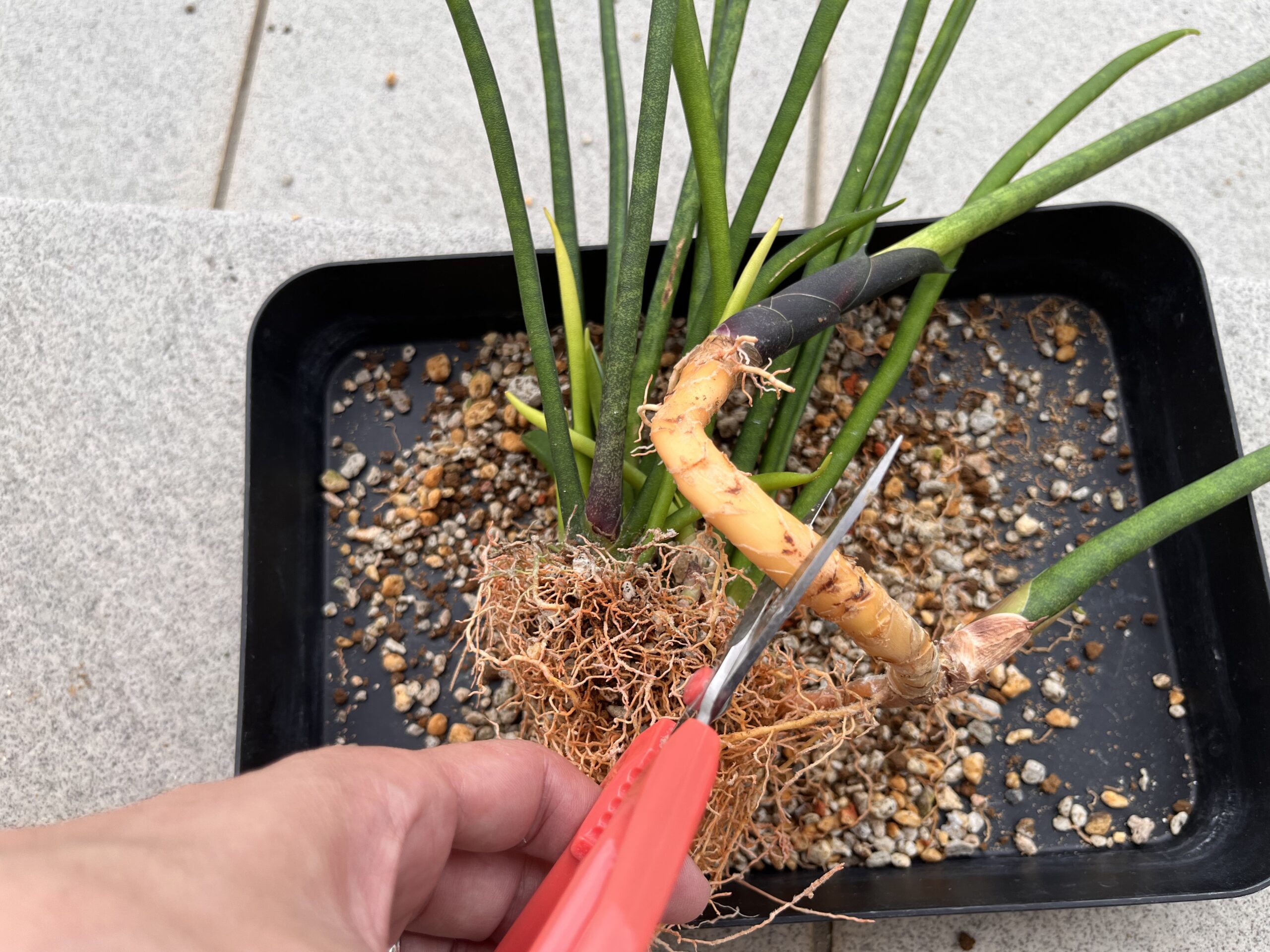 伸びた地下茎をハサミでカットして株分け